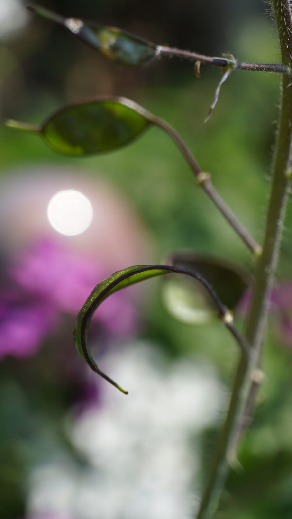 Tuinjudaspenning (Lunaria annua)